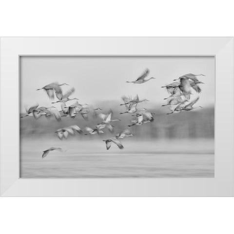Dream Flight White Modern Wood Framed Art Print by Wang, Kevin