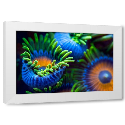 The Colors Of The Reef Ii White Modern Wood Framed Art Print by Pascual Buye, Santiago