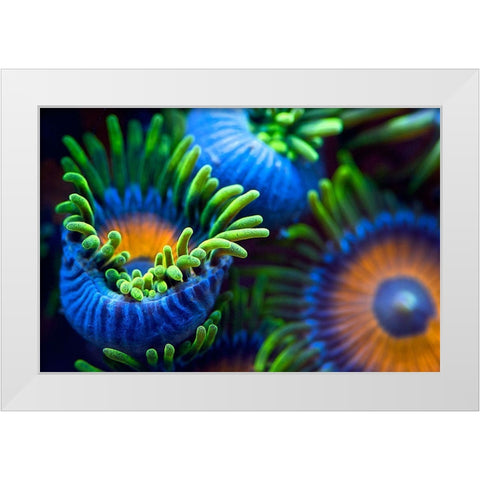 The Colors Of The Reef Ii White Modern Wood Framed Art Print by Pascual Buye, Santiago