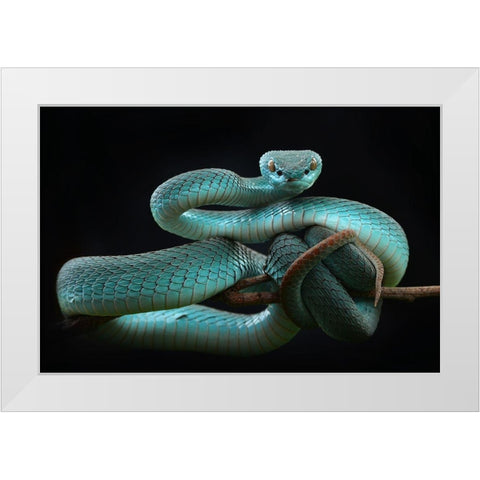 Trimeresurus Insularis [Blue] White Modern Wood Framed Art Print by Nofri, Wel