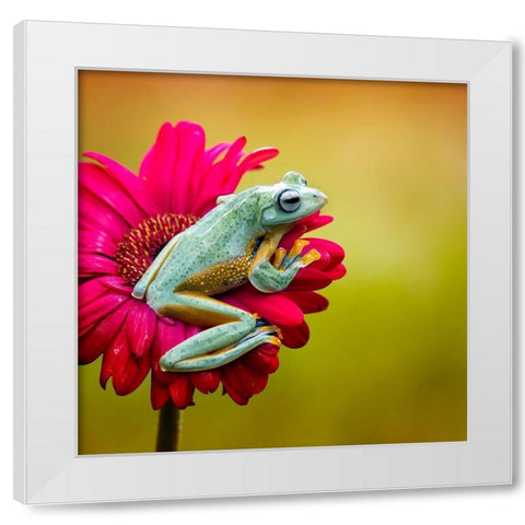 Pretty Frog White Modern Wood Framed Art Print by Maududdin, Fauzan