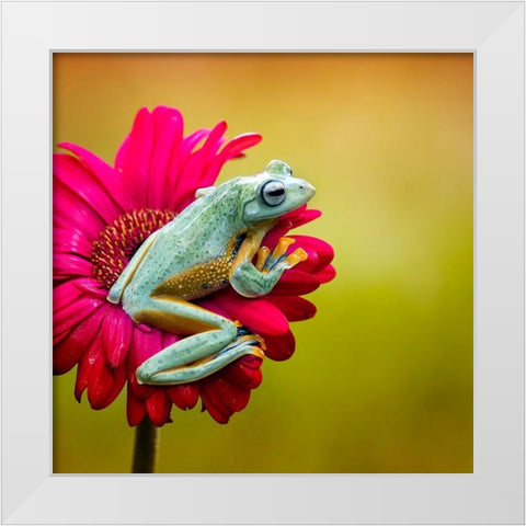 Pretty Frog White Modern Wood Framed Art Print by Maududdin, Fauzan