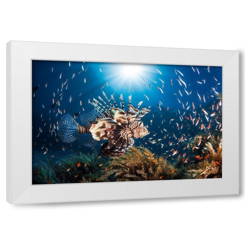 Lionfish White Modern Wood Framed Art Print by Gabriel, Barathieu