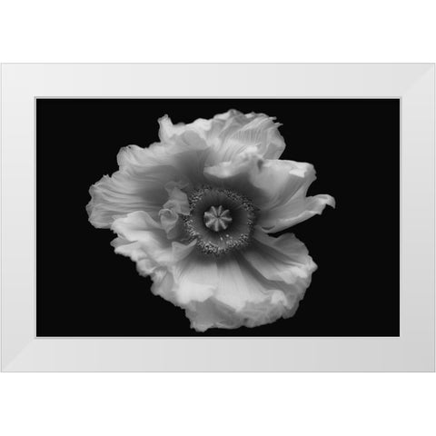 Poppy In Mono White Modern Wood Framed Art Print by Gronkjar, Lotte
