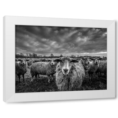 Only Sheep White Modern Wood Framed Art Print by Coenders, Chris