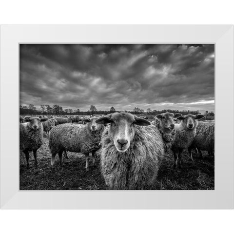 Only Sheep White Modern Wood Framed Art Print by Coenders, Chris