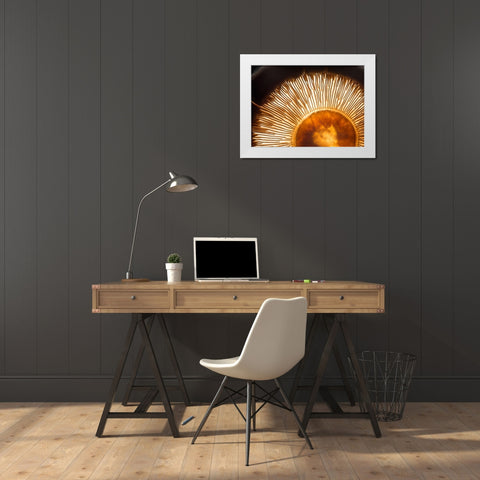Portobello Mushroom White Modern Wood Framed Art Print by De Kogel, Wieteke