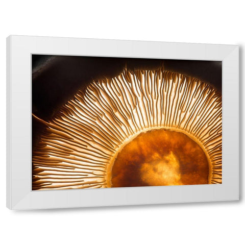Portobello Mushroom White Modern Wood Framed Art Print by De Kogel, Wieteke