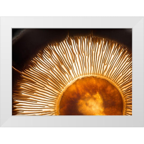 Portobello Mushroom White Modern Wood Framed Art Print by De Kogel, Wieteke