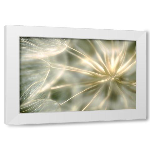 Coeur De Velour ... White Modern Wood Framed Art Print by Cseresnjes, Anna