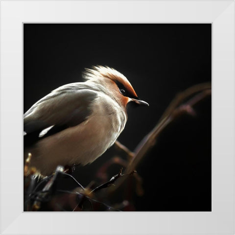 Silk tail White Modern Wood Framed Art Print by Pettersson, Benny