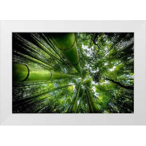 Arashiyama White Modern Wood Framed Art Print by Ros, David