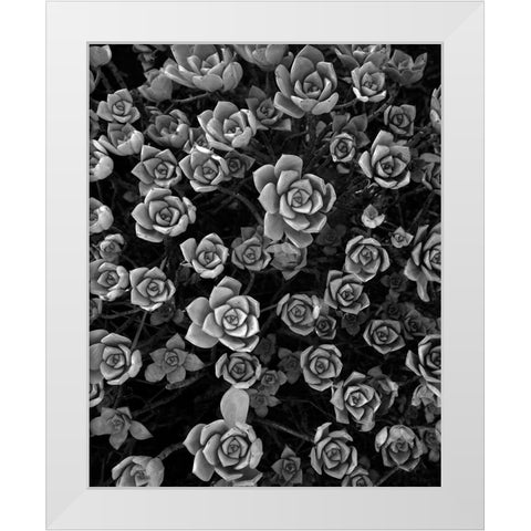 Tuc 1 White Modern Wood Framed Art Print by Sousa Dias, Nana