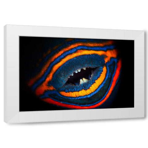 Orange-Lined Triggerfish White Modern Wood Framed Art Print by Gabriel, Barathieu