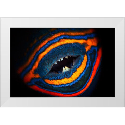 Orange-Lined Triggerfish White Modern Wood Framed Art Print by Gabriel, Barathieu