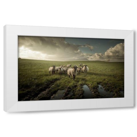 Sheep White Modern Wood Framed Art Print by Ahern, David