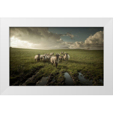 Sheep White Modern Wood Framed Art Print by Ahern, David