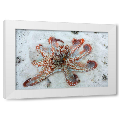 Octopus White Modern Wood Framed Art Print by Gabriel, Barathieu