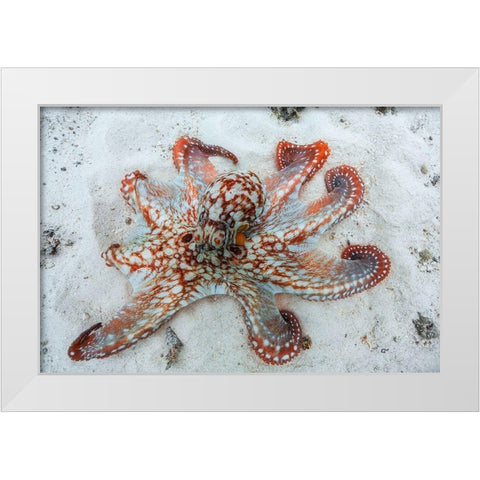 Octopus White Modern Wood Framed Art Print by Gabriel, Barathieu