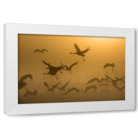 Sunrise With Cranes White Modern Wood Framed Art Print by Rosenblatt, Ronen