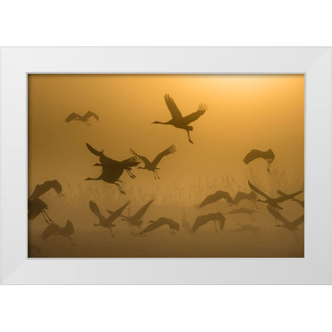 Sunrise With Cranes White Modern Wood Framed Art Print by Rosenblatt, Ronen