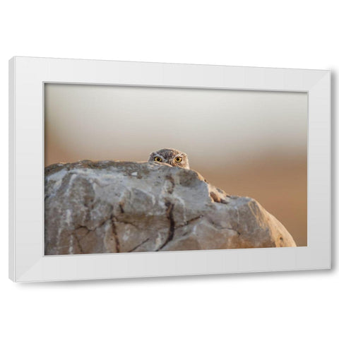 Little Owl White Modern Wood Framed Art Print by Ferraro, Valerio