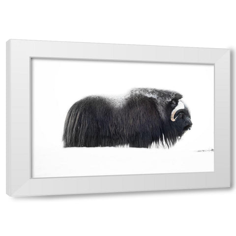 Muskox White Modern Wood Framed Art Print by Marchegiani, Roberto