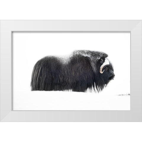 Muskox White Modern Wood Framed Art Print by Marchegiani, Roberto