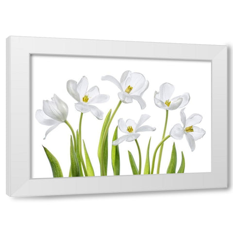 White Tulips White Modern Wood Framed Art Print by Disher, Mandy