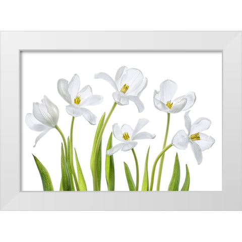 White Tulips White Modern Wood Framed Art Print by Disher, Mandy