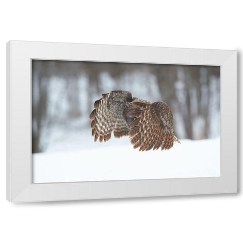Great Grey Owl White Modern Wood Framed Art Print by Luo, Jim