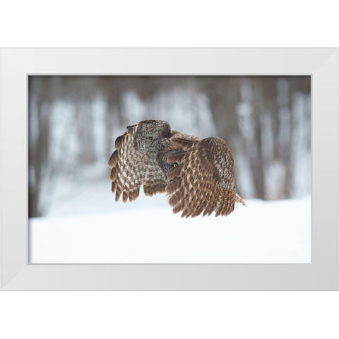 Great Grey Owl White Modern Wood Framed Art Print by Luo, Jim