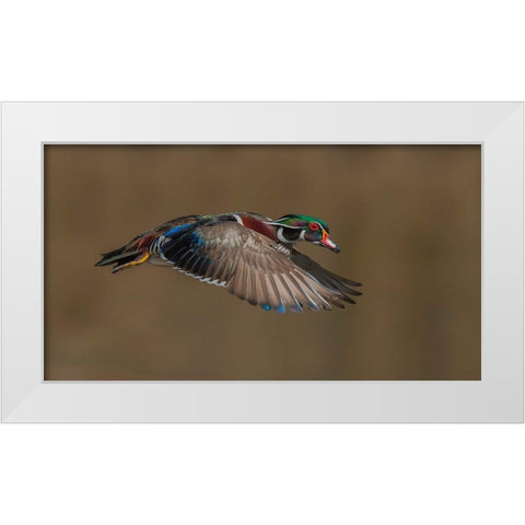 Wood Duck-Male In-Flight White Modern Wood Framed Art Print by A, Salman