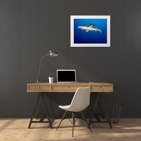 Grey Reef Shark (Carcharhinus Amblyrhynchos) White Modern Wood Framed Art Print by Ben Tov, Ilan
