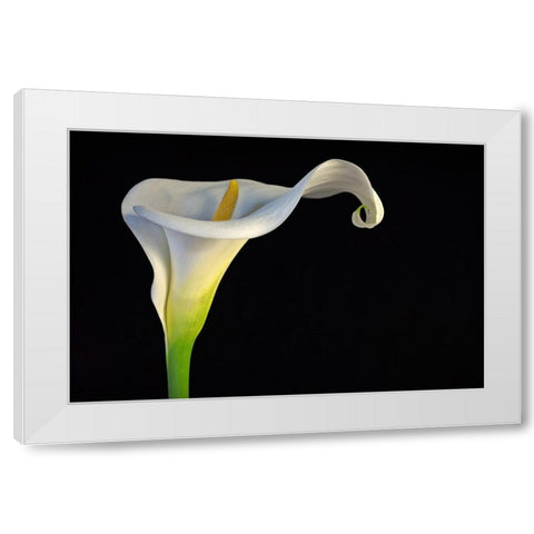 Cala-Lirio De Agua White Modern Wood Framed Art Print by Rodriguez Maldonado, Antonio