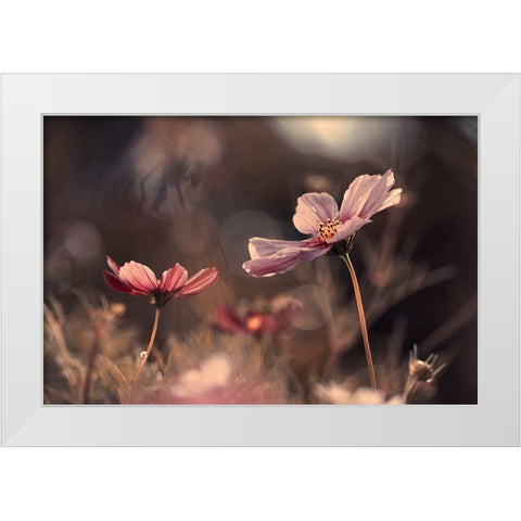 Flowers Of Innocence White Modern Wood Framed Art Print by Bravin, Fabien