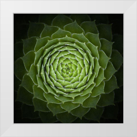 Succulent White Modern Wood Framed Art Print by Mozqueda, Victor