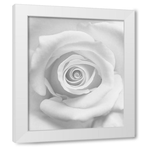 The Rose White Modern Wood Framed Art Print by Lagaa, Kahar