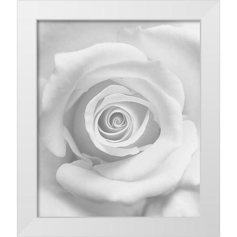 The Rose White Modern Wood Framed Art Print by Lagaa, Kahar