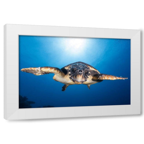 Face To Face With A Hawksbill Sea Turtle White Modern Wood Framed Art Print by Gabriel, Barathieu