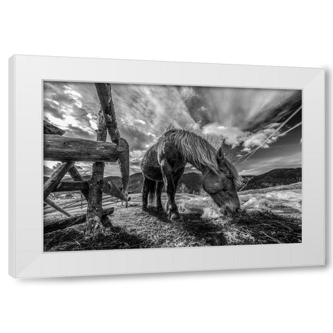 The Horse White Modern Wood Framed Art Print by Faris