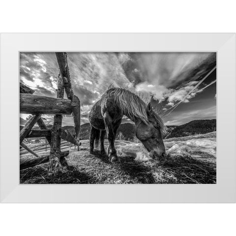 The Horse White Modern Wood Framed Art Print by Faris