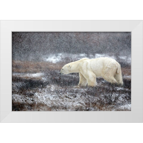 Snowing Time White Modern Wood Framed Art Print by Catta, Alessandro