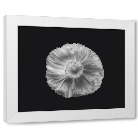 Poppy In Mono White Modern Wood Framed Art Print by Gronkjar, Lotte