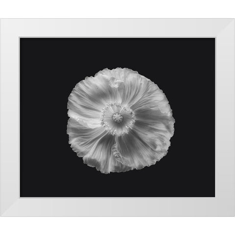 Poppy In Mono White Modern Wood Framed Art Print by Gronkjar, Lotte