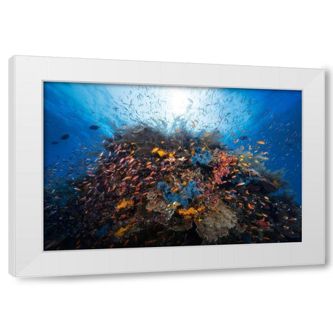 Life Explosion White Modern Wood Framed Art Print by Gabriel, Barathieu