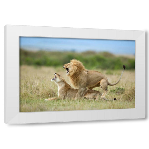 Climax ..... After The Mating White Modern Wood Framed Art Print by Roshkumar