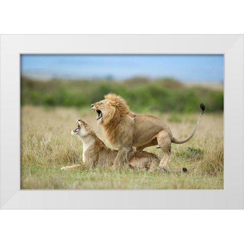 Climax ..... After The Mating White Modern Wood Framed Art Print by Roshkumar