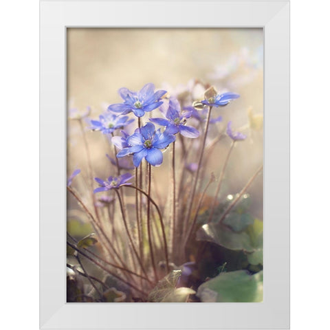 Spring... White Modern Wood Framed Art Print by Anca, Iacob