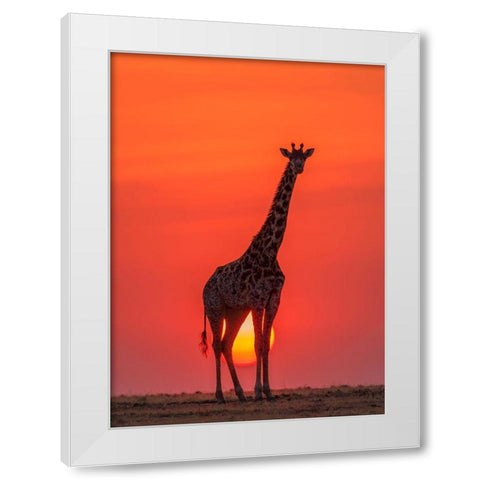 Sunset Giraffe White Modern Wood Framed Art Print by Zhao, Henry